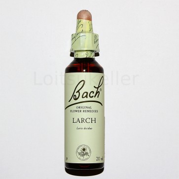 Larch: euroopa lehis