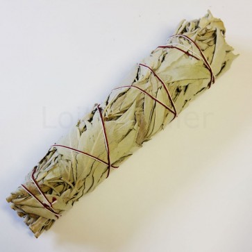 Valge salvei (indiaani), suur / White sage big