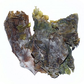 Iiri wakame - pruun vetikas