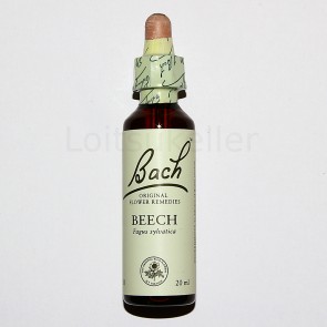 Beech: Harilik pöök