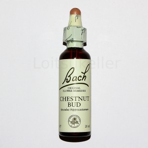 Chestnut Bud: Harilik hobukastan