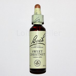 Sweet Chestnut: Harilik kastanipuu